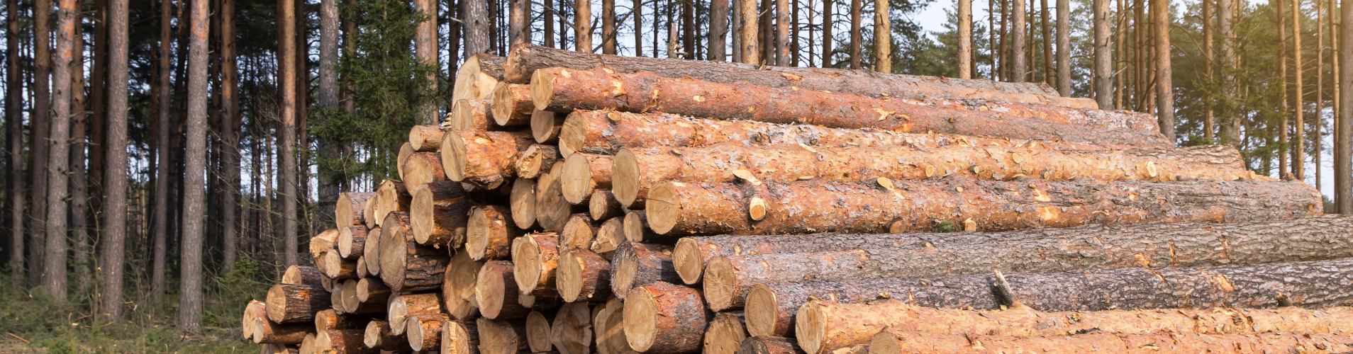 Logs with trees in the background.